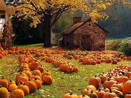 pumpkin patch2